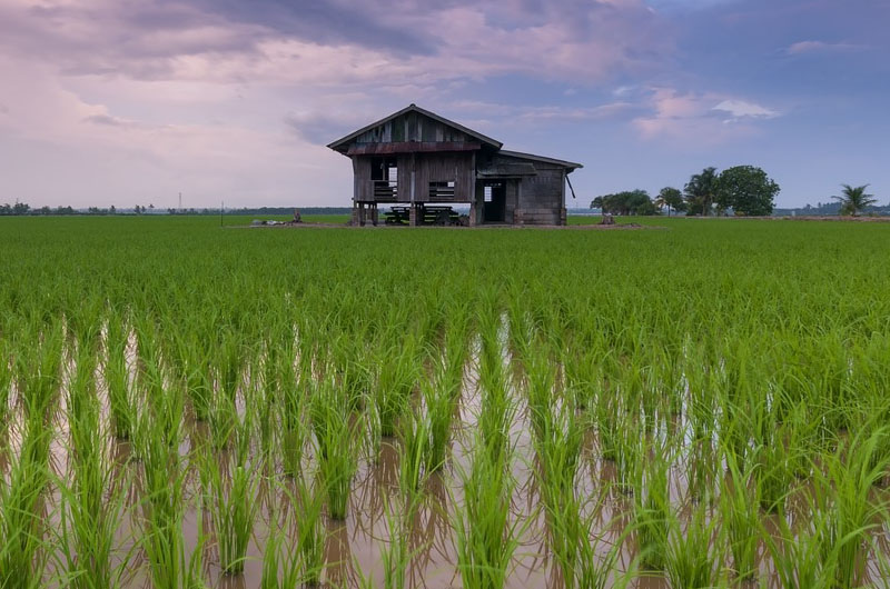 wholesale rice suppliers in the Philippines